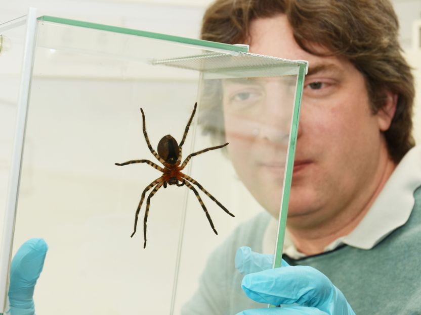 Was Spinnen an der Decke hält - Vorbild für neue besonders belastbare Materialien