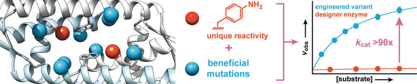 Optimized Binding Cavity - Directed evolution of a designer enzyme with an unnatural catalytic amino acid