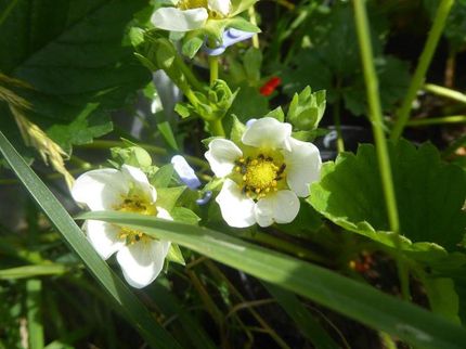 Where do the best strawberries grow?