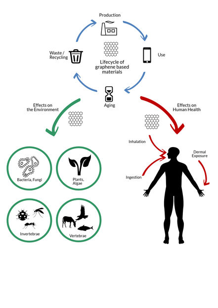 How safe is graphene? - Effects on people and the environment under the microscope