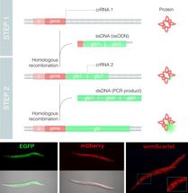 El nuevo método Nested CRISPR permite editar eficientemente el genoma con fragmentos largos de ADN