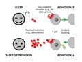 How sleep strengthens the immune system