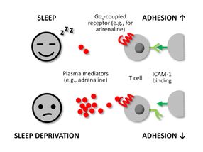 Wie Schlaf das Immunsystem stärkt