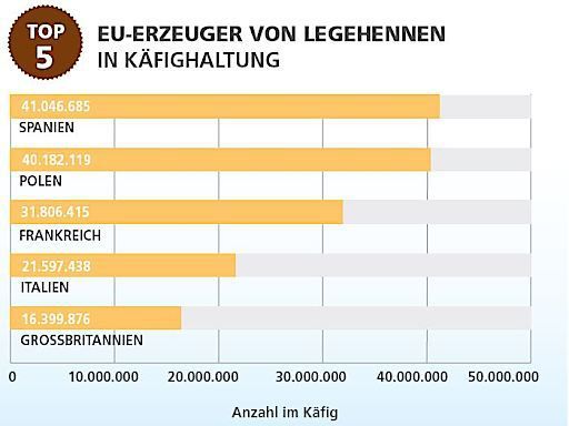 Vier Pfoten