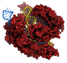Merck Receives First U.S. Patent for Improved CRISPR Genome-Editing Method