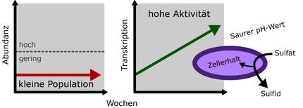 Bakterien gegen den Klimawandel