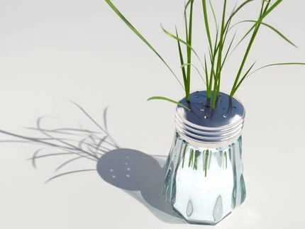 „Salzprinz“ CC1 könnte auch für die Alzheimer-Forschung bedeutsam werden