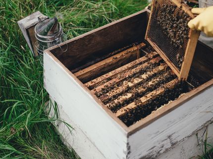 Honigbienen als Botschafter für die ökologische Landwirtschaft