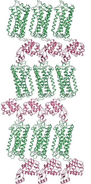 Xiaoting Li et al./Cell