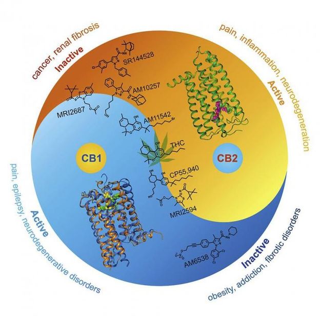 Xiaoting Li et al./Cell