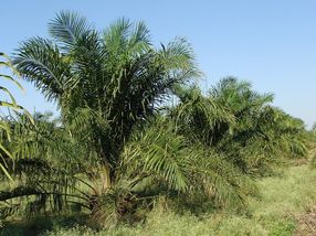 Studie: Biozertifiziertes Palmöl sozial nachhaltig