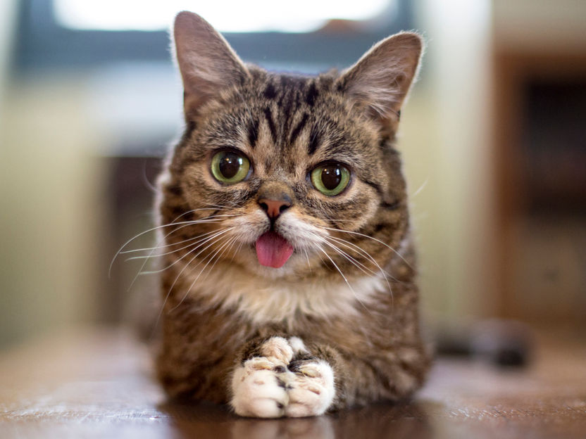 Genom von Social-Media-Katze Lil BUB entschlüsselt - Seltene genetische Veränderungen haben niedliche Erscheinung der berühmten Katze verursacht