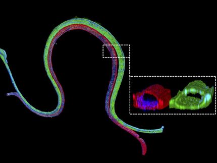 Renal reabsorption in living devices