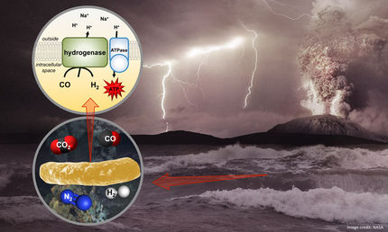Ursprüngliche Zellatmung entdeckt