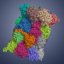Kristallstruktur des Immunoproteasoms aufgeklärt
