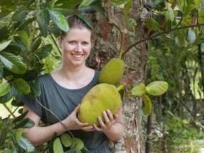 Wie die Bio-Jackfruit nach Deutschland kam