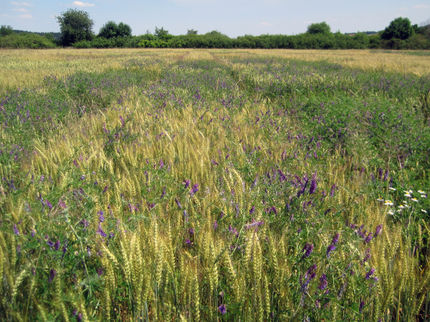 Weizenfeld
