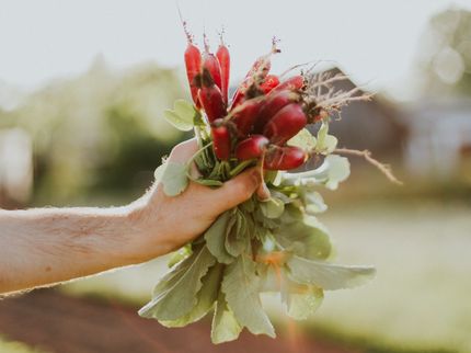 EU Court of Auditors: weaknesses in organic food controls