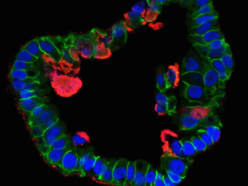 © MPI f. Infection Biology