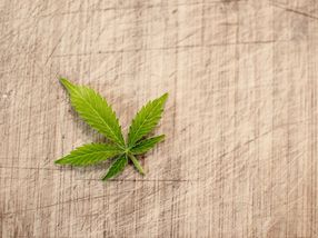 Deutsches Start-up schließt weltweit größten Importvertrag für pharmazeutisches Cannabis ab