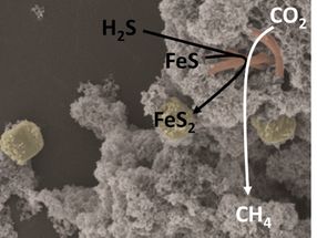 Discovery of a Primordial Metabolism in Microbes