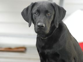 Vision loss in both Labradors and humans caused by the “Stargardt gene”