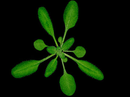 Sound the alarm! How injured plant cells warn their neighbors