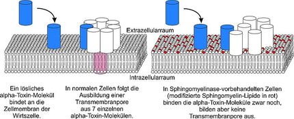 Forscher machen ein gefährliches Bakterientoxin unwirksam