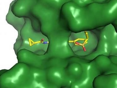 Sonda química puede regular vía de señalización y bloquear la entrada de arbovirus a las células