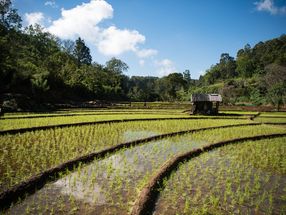 Nachhaltig höhere Ernten beim Reisanbau erzielen