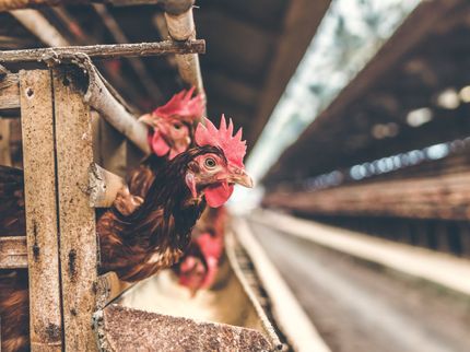 Deutsche essen immer mehr Geflügel - und weniger Schweinefleisch