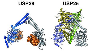 Signifikante Unterschiede zwischen den krebsfördernden Enzymen USP25 und USP28 identifiziert