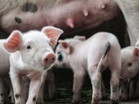 Schweinemäster freuen sich über Nachfrageboom aus China
