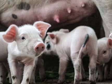 Pig farmers are pleased about demand boom from China