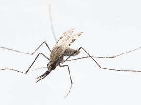 Malaria: It’s all about the mosquito