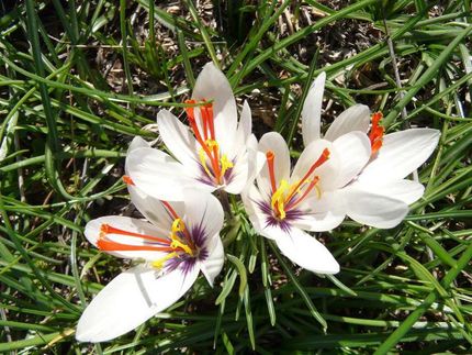 Safran kommt aus Attika – Herkunft des Safran-Krokus nach Griechenland zurückverfolgt