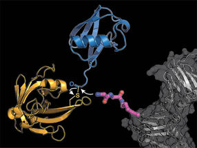 Labeling proteins with ubiquitin paves new road to cell regulation research