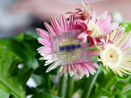 Organische Solarzellen und Leuchtdioden in einem