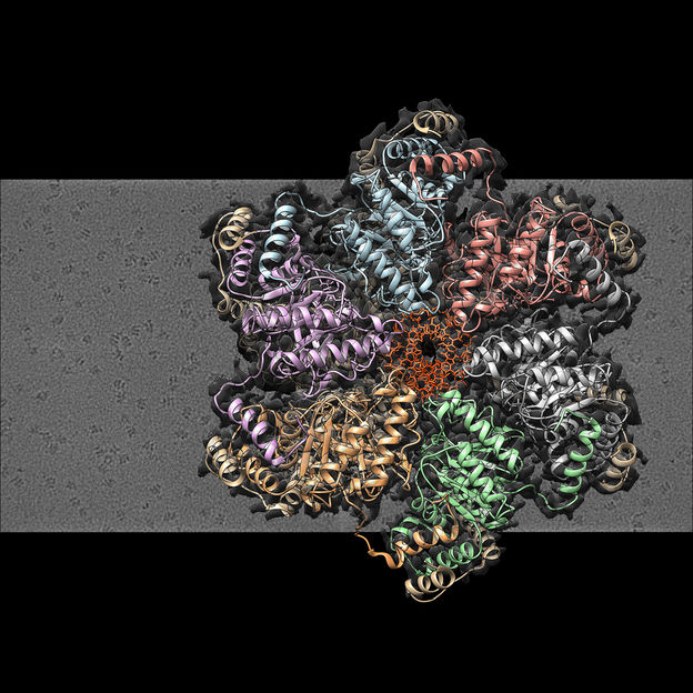 Un trabajo del CSIC ofrece nuevas pistas sobre la compleja maquinaria de replicación del ADN en bacterias - El estudio proporciona una imagen en alta resolución de procesos clave en la proliferación bacteriana