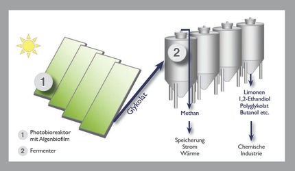 Neuer Weg zum Ersatz von Stärke für die Biotechnologie durch Photosynthese gefunden