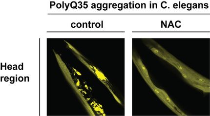 Protein complex prevents toxic aggregation of proteins