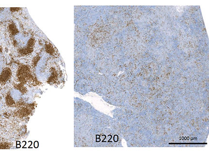 © Dr. Annette Feuchtinger, Abteilung Analytische Pathologie (AAP), HMGU