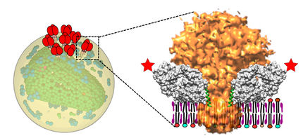 Desvelada la interacción entre el ‘talón de Aquiles’ del VIH y los anticuerpos más eficaces contra el virus