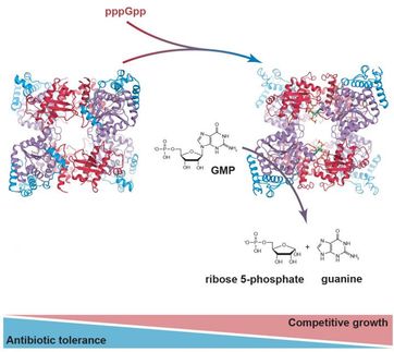 How can bacteria adapt to resist treatment by antibiotics?