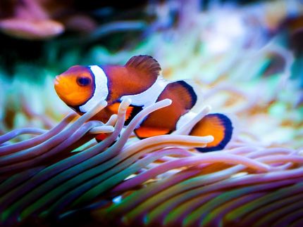 Clownfisch