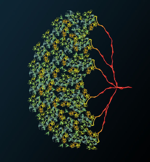 
© MPI of Neurobiology / Meier
