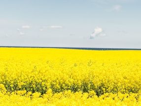 Rapsblüte 2019 - Die gelbe Pracht der aktuell in ganz Deutschland blühenden Rapsfelder ist so etwas wie der heimliche Star des Frühjahrs.