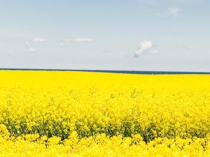 Rapsblüte 2019 - Leckere Vielfalt