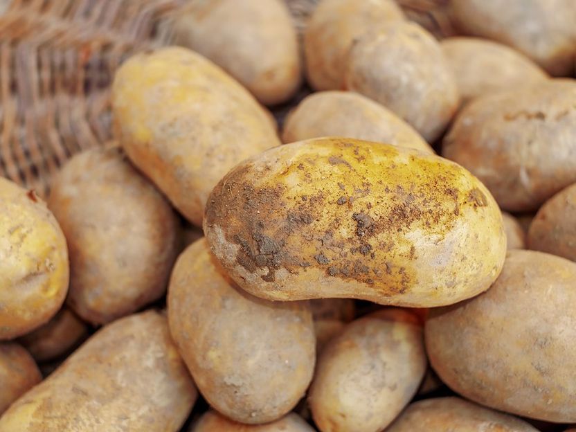 Kartoffeln mit weniger Kohlenhydraten