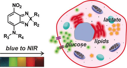 Kleines in Zellen beobachten - Kleine Fluorophore für die optische Bildgebung von Metaboliten in lebenden Zellen